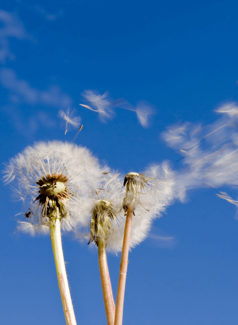 Dandelion seeds floating away in the wind.